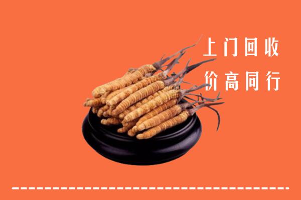 平山区回收散虫草